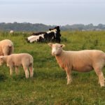 Se convocan las ayudas para la compra de ganado bovino, ovino y caprino sacrificados por enfermedades