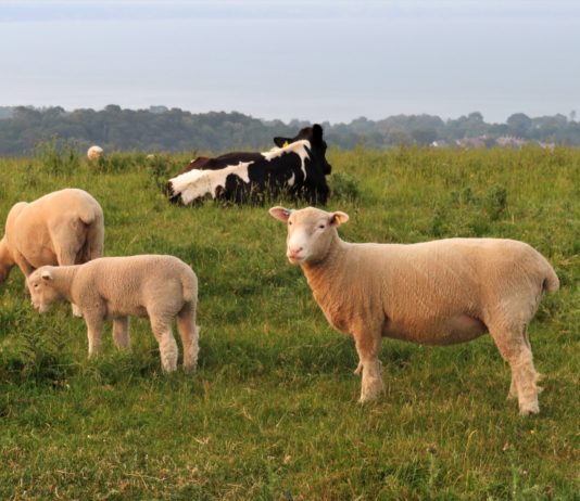 Se convocan las ayudas para la compra de ganado bovino, ovino y caprino sacrificados por enfermedades
