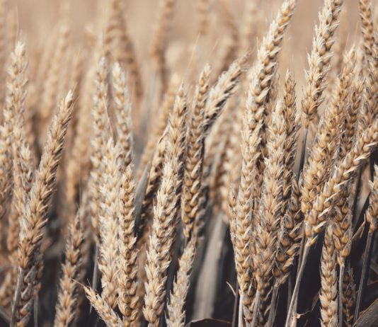 Rusia suspende las exportaciones de cereales hasta el 1 de julio