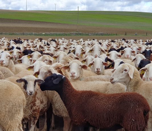 Lonja Agropecuaria de Salamanca del 1 de junio de 2020