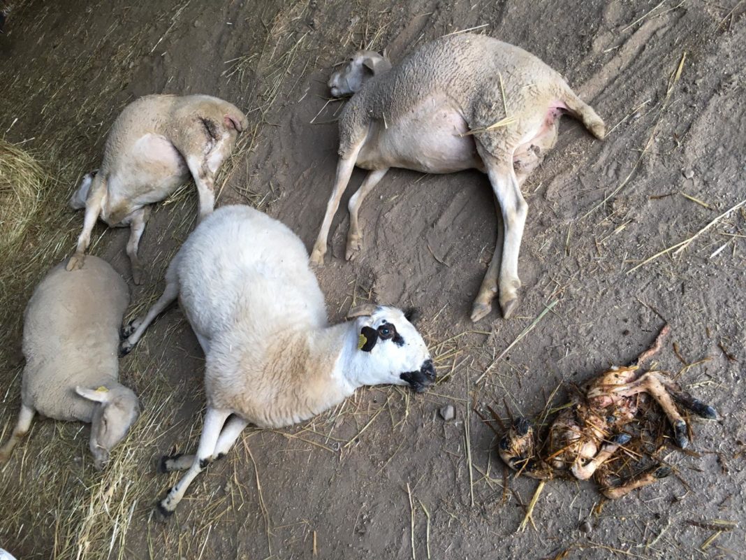 Ovejas muertas por el ataque lobo en Barreras. Ovejas muertas por el ataque lobo en Barreras.