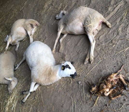 ASAJA Salamanca solicita a la Junta que proteja mejor a la ganadería de los constantes ataques de lobo y contemple el lucro cesante Ovejas muertas por el ataque lobo en Barreras.