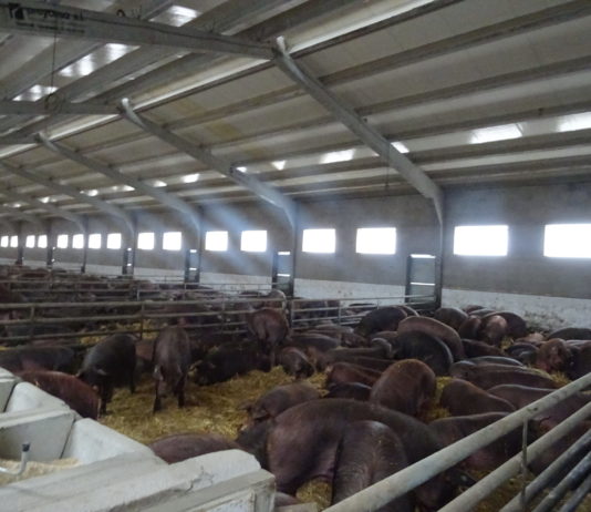 Donaciano Dujo: “Algunos aprovechan cualquier oportunidad para echar a los ganaderos a los pies de los caballos” Granja de porcino, en la provincia de Salamanca. FOTO: Verónica G. Arroyo