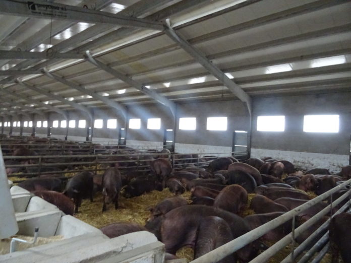 Granja de porcino, en la provincia de Salamanca. FOTO: Verónica G. Arroyo Granja de porcino, en la provincia de Salamanca. FOTO: Verónica G. Arroyo