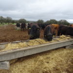 1’3 millones de euros para la identificación individual del ovino, caprino y bovino Explotación salmantina con angus y wagyu. FOTO: VGA