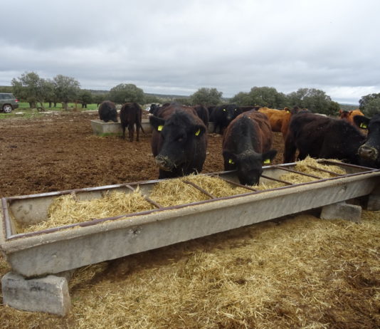 1’3 millones de euros para la identificación individual del ovino, caprino y bovino Explotación salmantina con angus y wagyu. FOTO: VGA