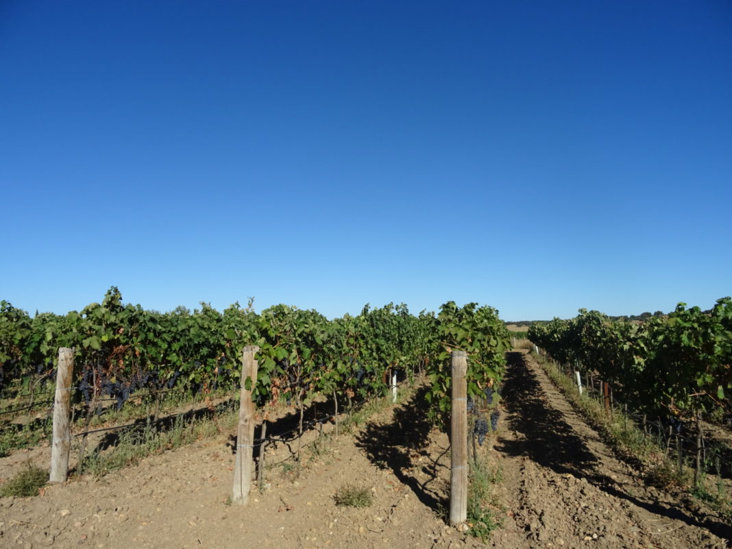 Vides, en la provincia salmantina. FOTO: VGA Vides, en la provincia salmantina. FOTO: VGA