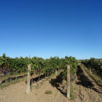 El Gobierno aprueba medidas extraordinarias por 90 millones de euros para paliar los efectos de COVID-19 en el sector vitivinícola Vides, en la provincia salmantina. FOTO: VGA