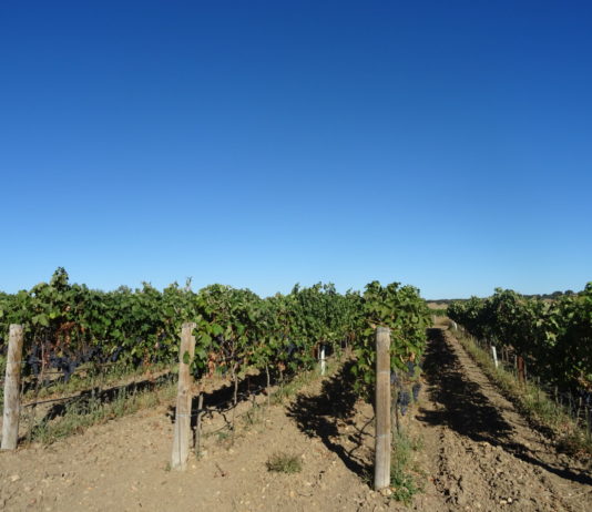ASAJA advierte que las ayudas al sector del vino son insuficientes Vides, en la provincia salmantina. FOTO: VGA