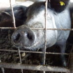 Planas anuncia un paquete de medidas adicionales de apoyo al sector agrario valorado en 25 millones de euros Cerdo ibérico, en la provincia de Salamanca. FOTO: Verónica G. Arroyo