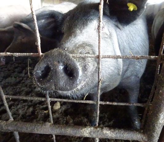 Planas anuncia un paquete de medidas adicionales de apoyo al sector agrario valorado en 25 millones de euros Cerdo ibérico, en la provincia de Salamanca. FOTO: Verónica G. Arroyo