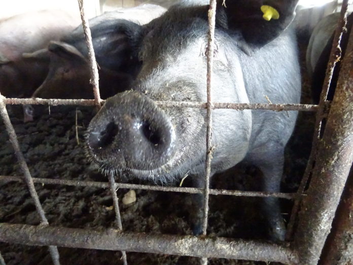 Cerdo ibérico, en la provincia de Salamanca. FOTO: Verónica G. Arroyo Cerdo ibérico, en la provincia de Salamanca. FOTO: Verónica G. Arroyo