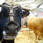 Salamaq 2020, sin apertura al público Una imagen de Salamaq, en la edición de 2019. FOTO: Verónica G. Arroyo