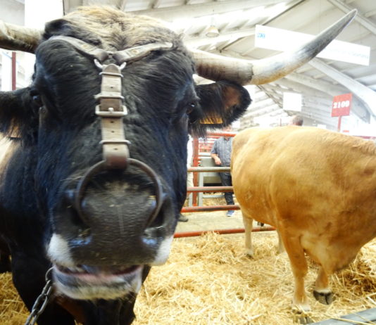 Salamaq 2020, sin apertura al público Una imagen de Salamaq, en la edición de 2019. FOTO: Verónica G. Arroyo