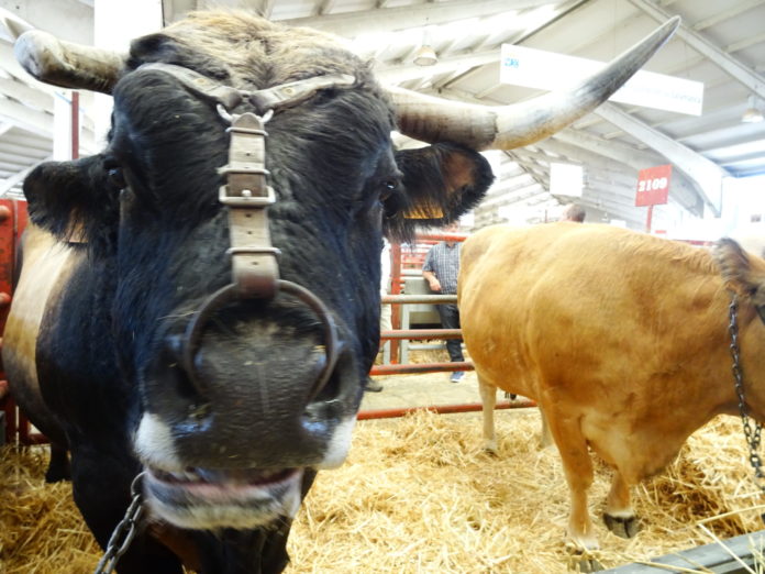 Una imagen de Salamaq, en la edición de 2019. FOTO: Verónica G. Arroyo Una imagen de Salamaq, en la edición de 2019. FOTO: Verónica G. Arroyo