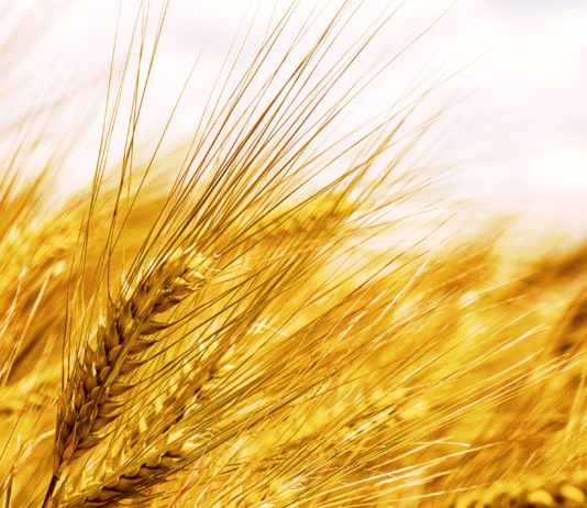 Lonja Agropecuaria de Salamanca del 24 de agosto de 2020