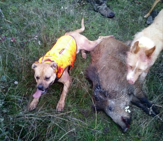 ASAJA Salamanca aplaude la decisión del Supremo a favor de la caza Caza de un jabalí, en la provincia de Salamanca.