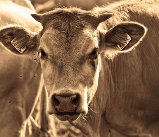 La Unión Europea declarará a Salamanca como libre de brucelosis bovina