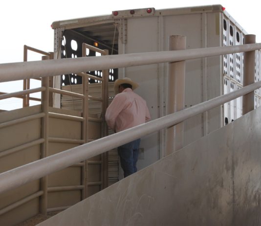 Se deroga la excepción establecida que elimina la obligatoriedad del cumplimiento de los tiempos de descanso de la normativa sobre protección de los animales durante su transporte