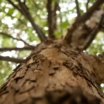 Ayudas a la reforestación y creación de superficies forestales