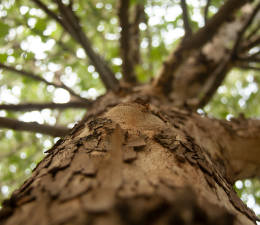 Ayudas a la reforestación y creación de superficies forestales