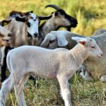 Publicadas las bases para la concesión de ayudas al ovino y caprino con dificultades de comercialización por la COVID-19