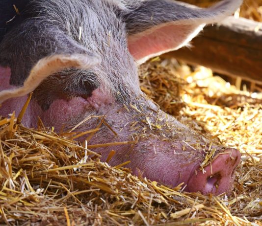 Lonja Agropecuaria de Salamanca del 21 de septiembre de 2020