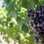 Abierta la convocatoria de ayudas para la cosecha en verde de viñedos