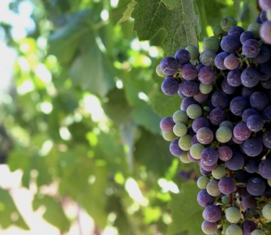 Abierta la convocatoria de ayudas para la cosecha en verde de viñedos