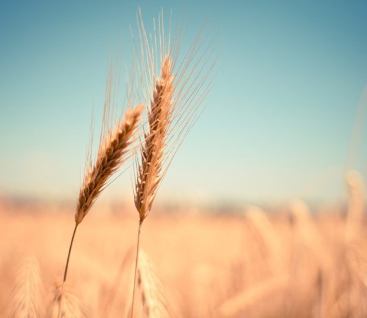 ASAJA vaticina una campaña de cereales de invierno de 19’1 millones de toneladas