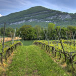 La superficie ecológica crece el 4’8 % en 2019 y se sitúa en 2’35 millones de hectáreas