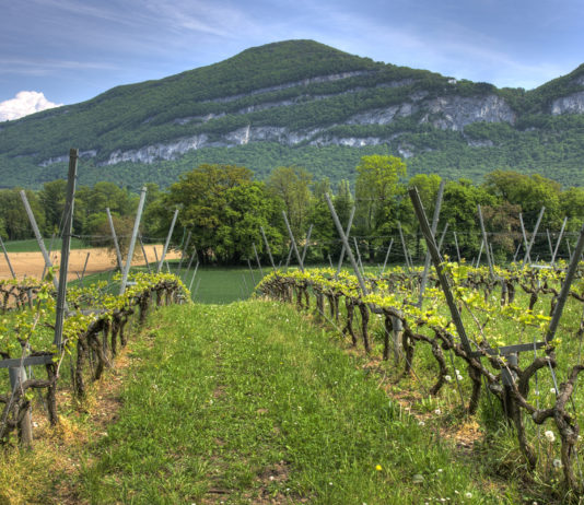 La superficie ecológica crece el 4’8 % en 2019 y se sitúa en 2’35 millones de hectáreas