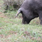 Se convocan las subvenciones estatales destinadas al sector porcino ibérico en el año 2020