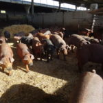 Aprobación de las subvenciones estatales destinadas al sector porcino ibérico en el año 2020 Cerdos ibéricos, en una explotación salmantina. FOTO: Verónica G. Arroyo