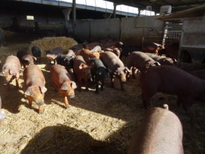 Cerdos ibéricos, en una explotación salmantina. FOTO: Verónica G. Arroyo