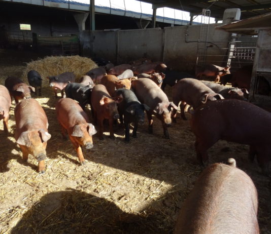 Aprobación de las subvenciones estatales destinadas al sector porcino ibérico en el año 2020 Cerdos ibéricos, en una explotación salmantina. FOTO: Verónica G. Arroyo