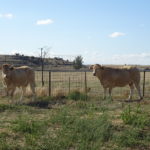 Casi 1’5 millones de euros para las ayudas a infraestructuras en superficies pastables Dos ejemplares de blonda de Aquitania, en la provincia salamantina. FOTO: Verónica G. Arroyo