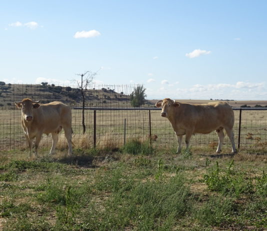 Casi 1’5 millones de euros para las ayudas a infraestructuras en superficies pastables Dos ejemplares de blonda de Aquitania, en la provincia salamantina. FOTO: Verónica G. Arroyo