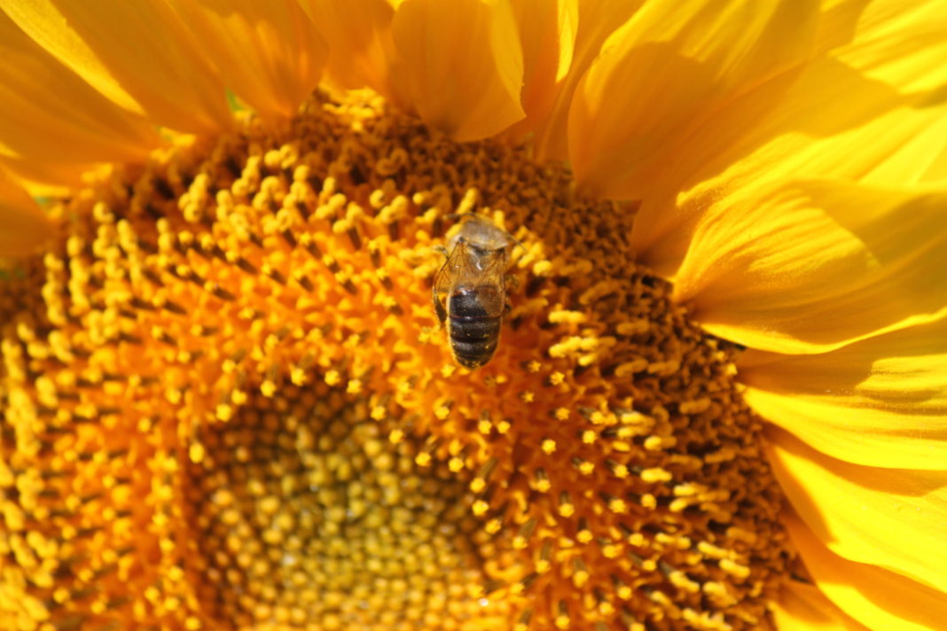 Una abeja, polinizando en girasol. Una abeja, polinizando en girasol.