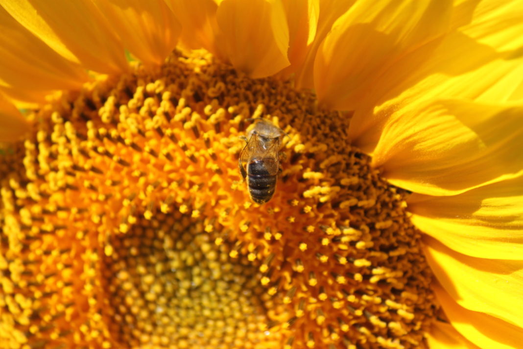 Una abeja, polinizando en girasol.