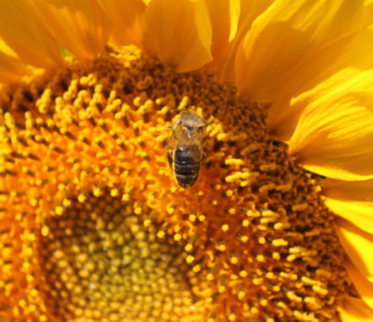 ASAJA denuncia una injustificada caída del 30 % en el precio del aceite de girasol Una abeja, polinizando en girasol.