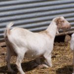 Modificadas las normas de control de la enfermedad de Maedi Visna en ovino y Artritis Encefalitis Caprina