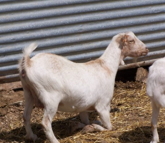 Modificadas las normas de control de la enfermedad de Maedi Visna en ovino y Artritis Encefalitis Caprina