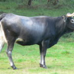 Se modifica el programa de cría del bovino tudanca y las normas zootécnicas de porcinos reproductores híbridos