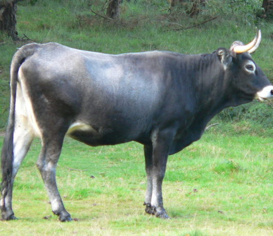 Se modifica el programa de cría del bovino tudanca y las normas zootécnicas de porcinos reproductores híbridos