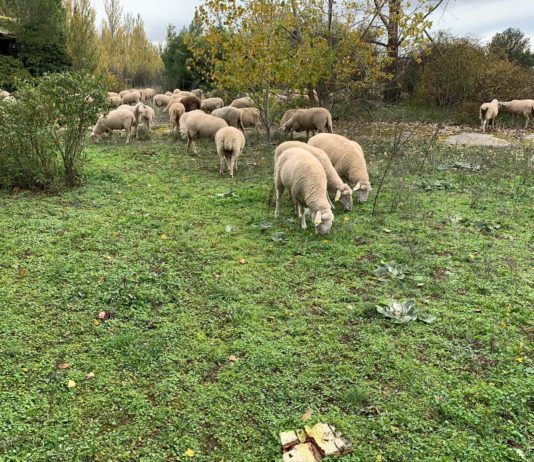 Lonja Agropecuaria de Salamanca del 6 de julio de 2020 Ejemplares de ovino, en la provincia de Salamanca.