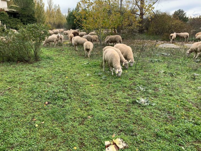 Ejemplares de ovino, en la provincia de Salamanca.