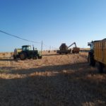 Qué está permitido y qué no en las fincas agrícolas una vez cosechadas Una explotación de cereal cosechado en verano de 2020, en Golpejas, provincia de Salamanca.