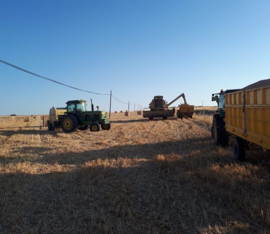 Qué está permitido y qué no en las fincas agrícolas una vez cosechadas Una explotación de cereal cosechado en verano de 2020, en Golpejas, provincia de Salamanca.