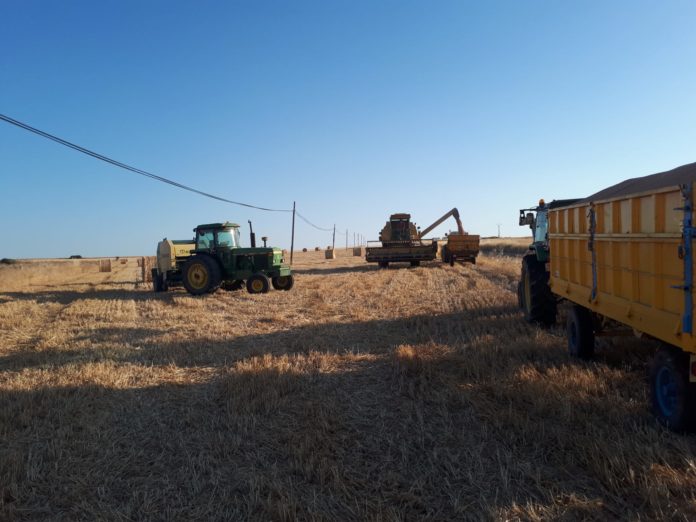 Una explotación de cereal cosechado en verano de 2020, en Golpejas, provincia de Salamanca.